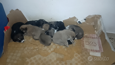 Cuccioli incrocio maremmano pastore tedesco