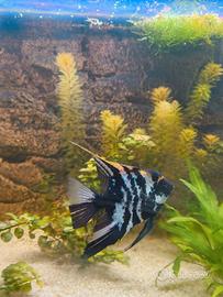 Scalari - pesce angelo