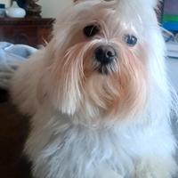 Maltese femmina integra