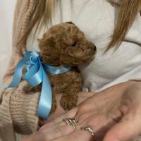 Barboncino fulvo taglia toy