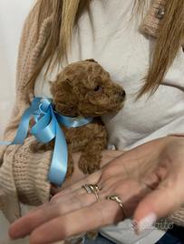 Barboncino fulvo taglia toy