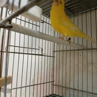 Canarini selezionati a Terni