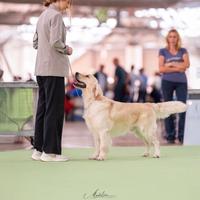 Cane per monte