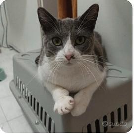 Femmina - 1 anno e mezzo