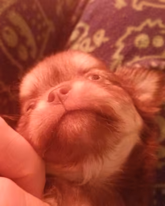 Chihuhahua