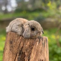 Coniglietti nano ariete già disponibili