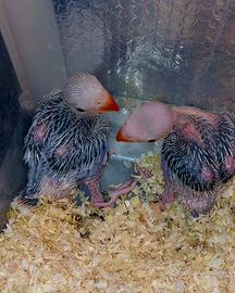 Parrocchetto dal collare viola