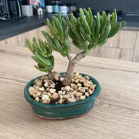 Bonsai pianta grassa