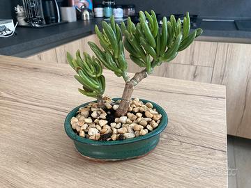 Bonsai pianta grassa