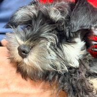 Cuccioli schnauzer nano nero argento