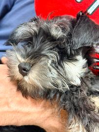 Cuccioli schnauzer nano nero argento