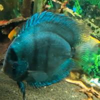 Pesci discus
