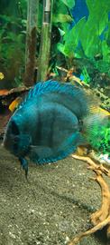 Pesci discus