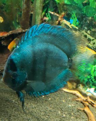 Pesci discus