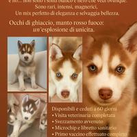 ? Cuccioli Husky Rossi ? Occhi di Ghiaccio - Pr