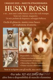 ? Cuccioli Husky Rossi ? Occhi di Ghiaccio - Pr