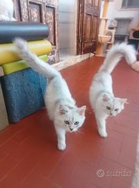 Gattini super coccoloni e dolci pronti per una nuo