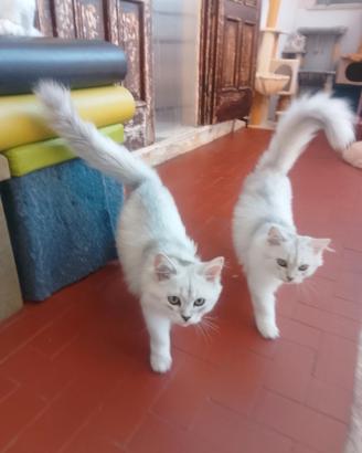 Gattini super coccoloni e dolci pronti per una nuo