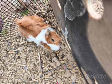 Porcellino d'india cavia peruviana razza abissino