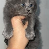 Gatto persiano bluet