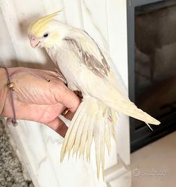 Calopsite pappagalli