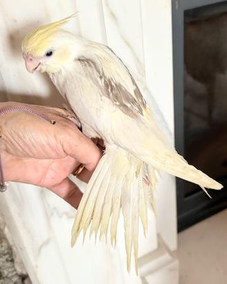 Calopsite pappagalli