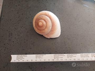 Conchiglia Tonna Dolium