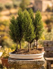 Bonsai di Bosco di 5 Cipressi Esemplari Unici 53cm