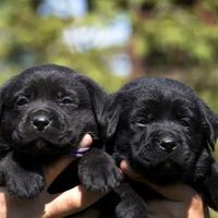 Cuccioli meticcio