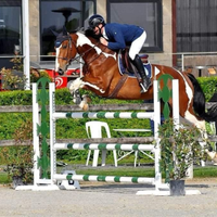 Cavallo Sella Francese 9 anni