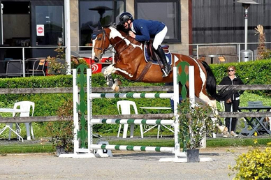 Cavallo Sella Francese 9 anni