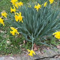 Bulbi Narcisi