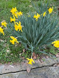 Bulbi Narcisi