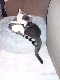 Gattini fratelli