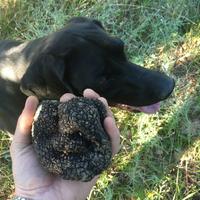 Bracca Pointer