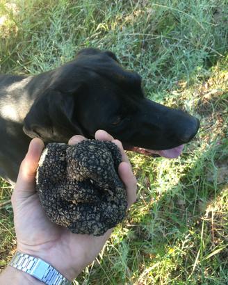 Cane da tartufo Bracca Pointer