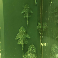 Ancistrus(Pleco Bristlenose)- Pesci pulitori