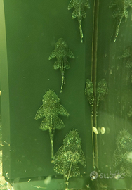 Ancistrus(Pleco Bristlenose)- Pesci pulitori