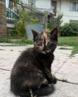 Disponibili tre gattini incrocio scottish