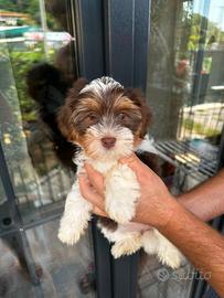 Cuccioli di Yorkshire biewer bianco con cioccolato