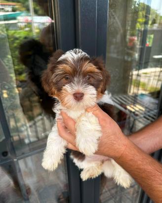 Cuccioli di Yorkshire biewer bianco con cioccolato