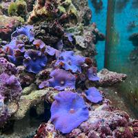 Rocce vive acquario marino