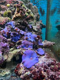 Rocce vive acquario marino