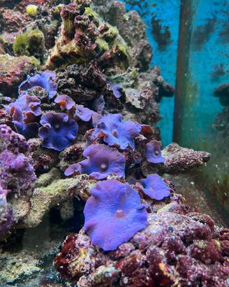 Rocce vive acquario marino