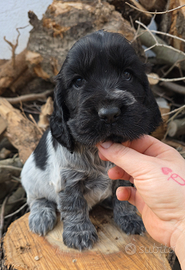 Cocker spaniel inglese enci