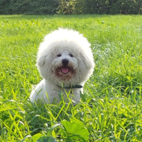 Disponibile per monta