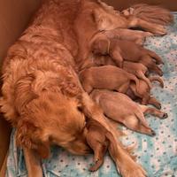 Cuccioli disponibili