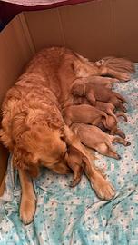 Cuccioli disponibili