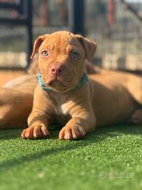 Cuccioli di Pitbull Red Nose