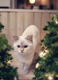 Cuccioli di British e Scottish